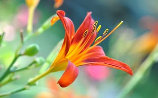 Картинка цветок, лилия, оранжевая