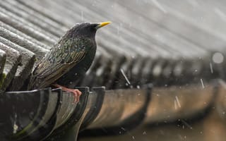 Картинка птица, скворец, крыша, дождь