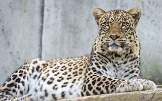 Картинка леопард, кошка, взгляд, персидский, ©Tambako The Jaguar