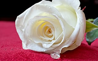 Картинка цветы, роза, белая