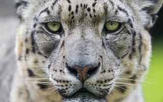 Обои снежный барс, взгляд, морда, глаза, ирбис, ©Tambako The Jaguar, кошка