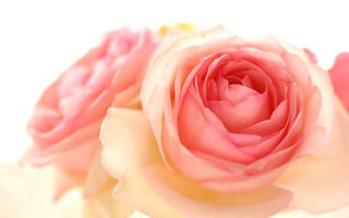 Картинка rose, pierre de ronsard, bright, pink, drop