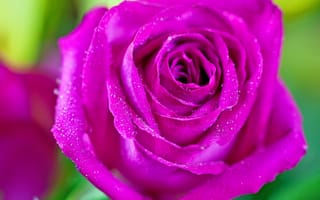 Обои роза, лепестки, капли, макро, розовый, цветок