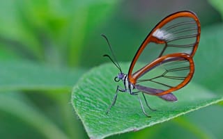 Картинка бабочка, мотылек, лист, крылья