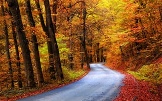 Картинка дорога, лес, краски, деревья, осень