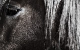 Картинка лошадь, глаз, конь, взгляд