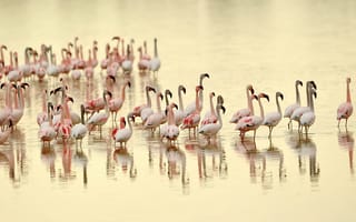 Картинка птицы, природа, фламинго