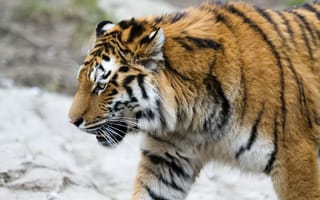 Картинка тигр, кошка, профиль, амурский