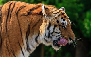 Обои тигр, дикая кошка, язык, морда, хищник, профиль
