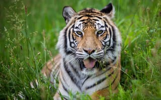 Картинка тигр, дикая кошка, отдых, язык, морда, хищник
