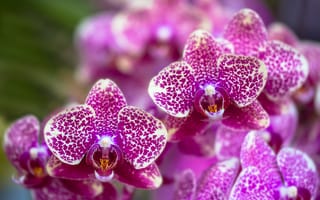Картинка цветы, Orchid, bloom, flowers, сиреневая, violet, цветение, орхидея