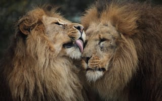 Картинка львы, лев, братья, хищники, царь зверей, дружба