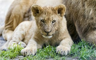 Картинка львёнок, детёныш, взгляд, котёнок, ©Tambako The Jaguar, трава