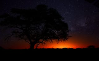 Картинка Африка, пустыня, дерево, Намибия, саванна, закат