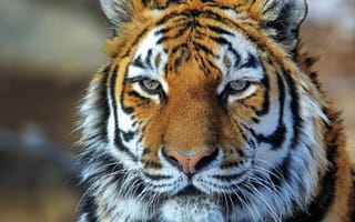 Картинка тигр, морда, амурский, полоски