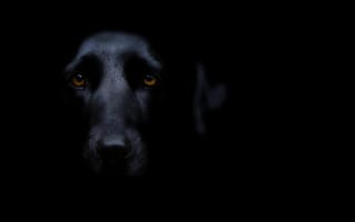 Картинка собака, друг, глаза, взгляд
