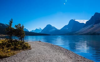 Картинка Bow Lake, озеро, деревья, горы, Альберта, Канада