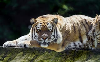 Обои тигр, ©Tambako The Jaguar, бревно, амурский, кошка, отдых