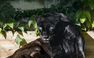 Обои черный ягуар, пантера, взгляд, кошка, солнце, ©Tambako The Jaguar