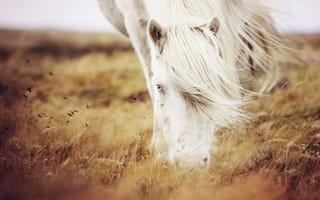Картинка конь, трава, природа