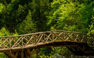 Картинка мост, лес, деревья