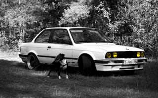 Картинка BMW, Собака, dog, E30, Бультерьер, bulterier
