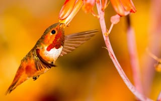 Обои колибри, цветок, птица, крылья
