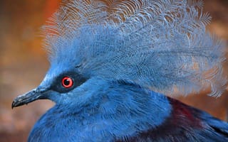 Картинка венценосный голубь, клюв, перья, экзотика, птица