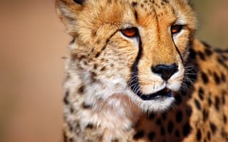 Картинка Cheetah, South Africa, wild animal, Kalahari desert, Калахари, гепард, Южная Африка, диких животных