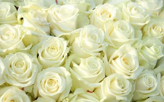 Картинка белые розы, цветы, букет