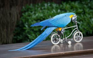 Обои попугай, ара, птица, велосипед