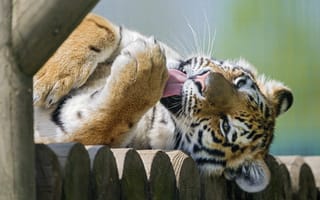 Картинка амурский тигр, умывание, кошка, язык, ©Tambako The Jaguar
