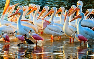 Обои пеликаны, перья, цвет, птицы, берег, вода, клюв