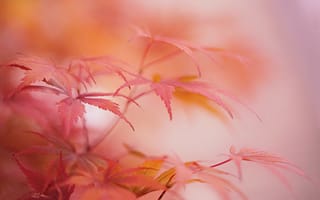 Картинка растение, макро, осень, листья