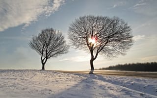 Картинка деревья, дорога, зима, пейзаж, небо