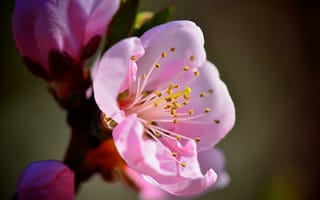 Обои ветка, розовые, весна, цветы, макро