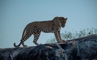 Картинка леопард, поза, пятна, дикая кошка, хищник