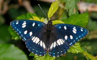 Картинка бабочка, ленточник голубоватый, макро