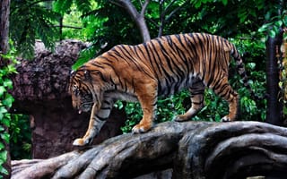 Картинка тигр, дикая кошка, хищник, прогулка, полоски, профиль
