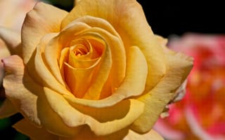 Обои роза, макро, цветок, лепестки, желтый