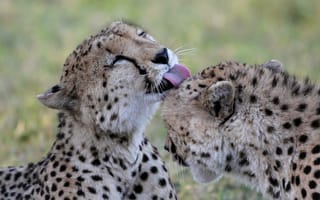 Картинка гепарды, умывание, морда, кошки, пара, язык
