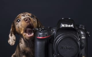 Картинка собака, камера