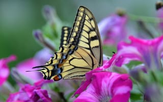 Картинка цветы, бабочка, мотылек, крылья, петуния