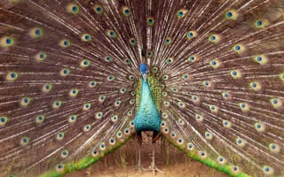 Картинка Peacock, serlunar, bird