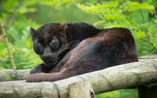 Картинка чёрный леопард, пантера, взгляд, бревно, отдых, кошка