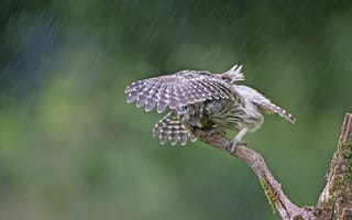Картинка сук, сыч, птица, дождь, капли, сова