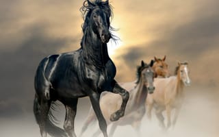 Обои лошадь, пыль, конь, солнце