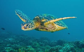 Картинка черепаха, природа, океан, море