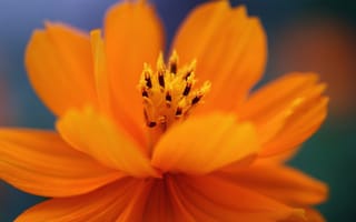 Картинка цветок, космея, оранжевая, лепестки