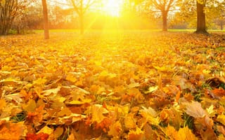 Картинка природа, парк, деревья, листья, осень